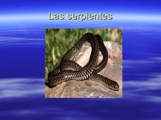 Las serpientes 