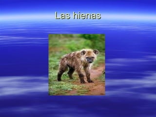 Las hienas 