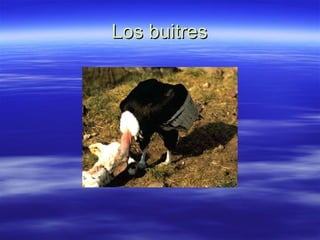 Los buitres 