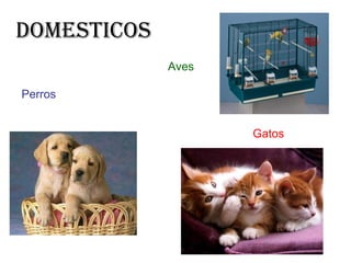 Domesticos Perros   Aves Gatos 