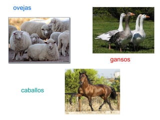 ovejas gansos caballos 