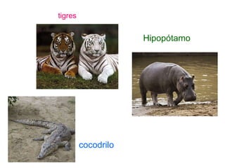 tigres Hipopótamo cocodrilo 