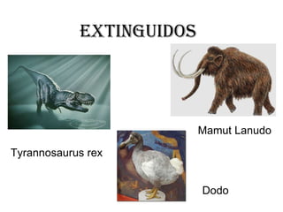 Extinguidos Tyrannosaurus rex  Mamut Lanudo Dodo 