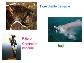 Tigre   diente de sable Pájaro Carpintero   imperial Baiji 