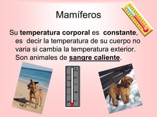 Mamíferos
Su temperatura corporal es constante,
 es decir la temperatura de su cuerpo no
 varia si cambia la temperatura exterior.
 Son animales de sangre caliente.
 