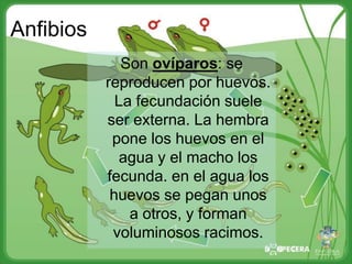 Anfibios
              Son ovíparos: se
           reproducen por huevos.
             La fecundación suele
           ser externa. La hembra
            pone los huevos en el
             agua y el macho los
           fecunda. en el agua los
            huevos se pegan unos
               a otros, y forman
            voluminosos racimos.
 