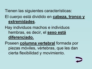 Tienen las siguientes características:
El cuerpo está dividido en cabeza, tronco y
  extremidades.
Hay individuos machos e individuos
  hembras, es decir, el sexo está
  diferenciado.
Poseen columna vertebral formada por
  piezas móviles, vértebras, que les dan
  cierta flexibilidad y movimiento.
 