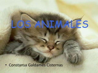 LOS ANIMALES ConstansaGaldames Cisternas 