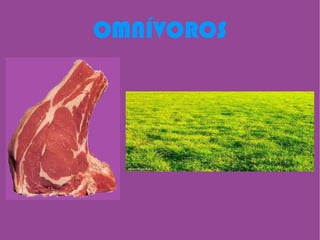 OMNÍVOROS 