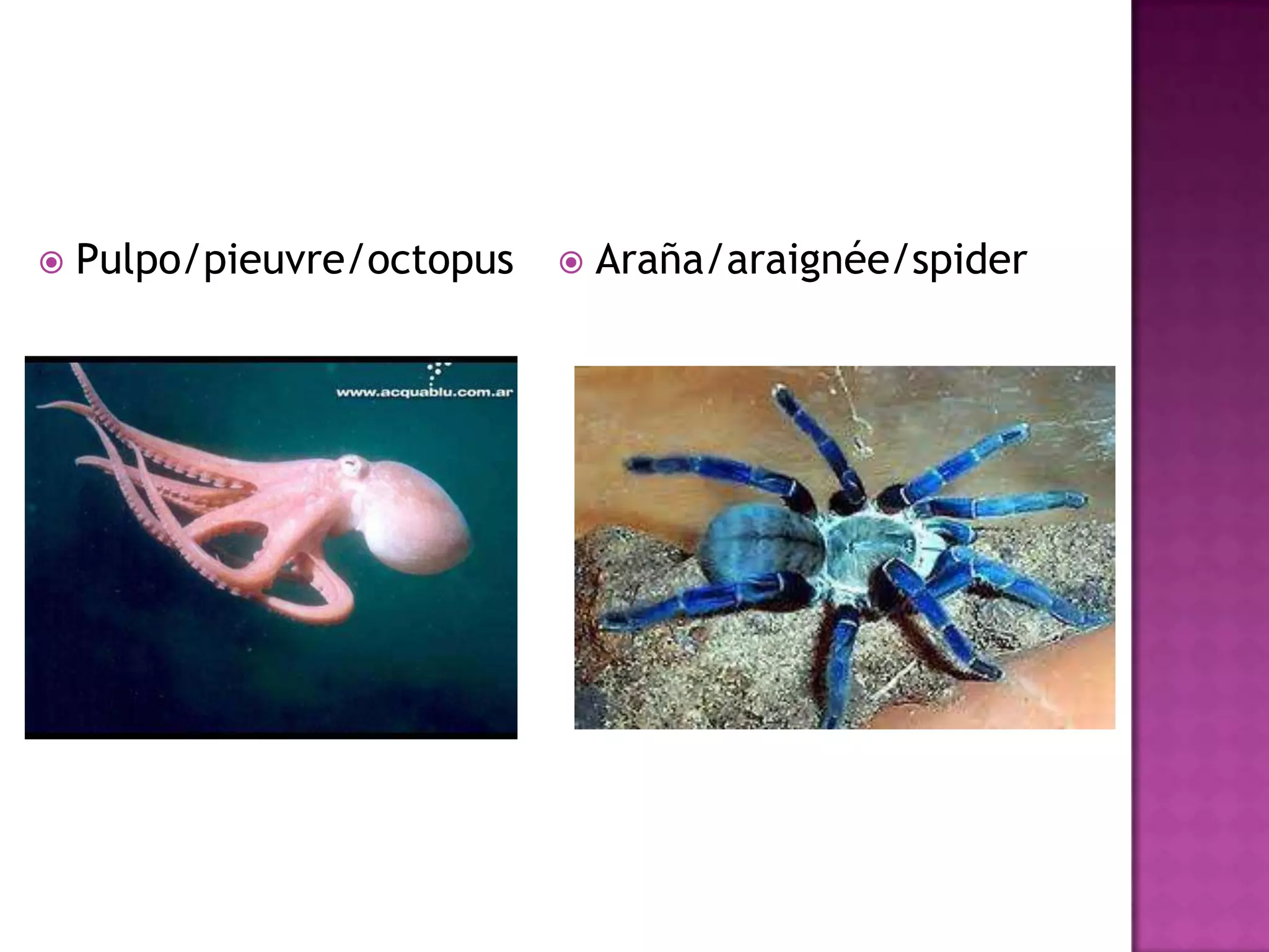 Los animales | PPTX