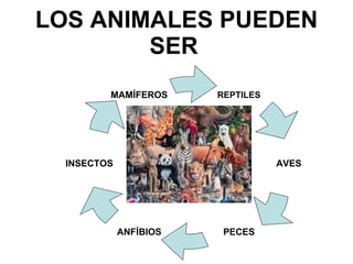 LOS ANIMALES PUEDEN SER   REPTILES INSECTOS MAMÍFEROS ANFÍBIOS PECES AVES 