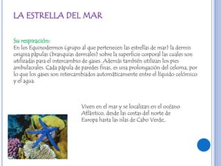 LA ESTRELLA DEL MAR

Su respiración:
En los Equinodermos (grupo al que pertenecen las estrellas de mar) la dermis
origina pápulas (branquias dermales) sobre la superficie corporal las cuales son
utilizadas para el intercambio de gases. Además también utilizan los pies
ambulacrales. Cada pápula de paredes finas, es una prolongación del celoma, por
lo que los gases son intercambiados automáticamente entre el líquido celómico
y el agua.



                             Viven en el mar y se localizan en el océano
                             Atlántico, desde las costas del norte de
                             Europa hasta las islas de Cabo Verde,.
 