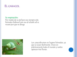 EL CARACOL


Su respiración:
Por medio de su piel por eso siempre esta
húmedo (baboso) por eso al echarle sal se
muere por que se ahoga




                               Los caracoles viven en lugares húmedos, ya
                               que se secan fácilmente. Viven en
                               prácticamente todo el mundo y suelen
                               aparecer tras lluvias.
 