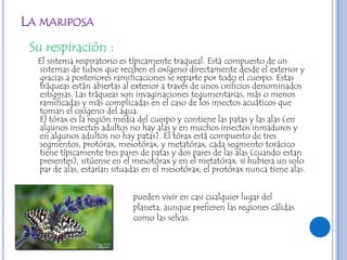 LA MARIPOSA
 Su respiración :
  El sistema respiratorio es típicamente traqueal. Está compuesto de un
  sistemas de tubos que reciben el oxígeno directamente desde el exterior y
  gracias a posteriores ramificaciones se reparte por todo el cuerpo. Estas
  tráqueas están abiertas al exterior a través de unos orificios denominados
  estigmas. Las tráqueas son invaginaciones tegumentarias, más o menos
  ramificadas y más complicadas en el caso de los insectos acuáticos que
  toman el oxígeno del agua.
  El tórax es la región media del cuerpo y contiene las patas y las alas (en
  algunos insectos adultos no hay alas y en muchos insectos inmaduros y
  en algunos adultos no hay patas). El tórax está compuesto de tres
  segmentos, protórax, mesotórax, y metatórax, cada segmento torácico
  tiene típicamente tres pares de patas y dos pares de las alas (cuando estan
  presentes), sitúense en el mesotórax y en el metatórax; si hubiera un solo
  par de alas, estarían situadas en el mesotórax; el protórax nunca tiene alas.


                             pueden vivir en casi cualquier lugar del
                             planeta, aunque prefieren las regiones cálidas
                             como las selvas.
 
