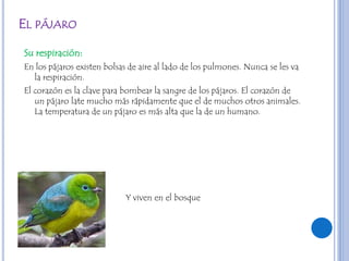 EL PÁJARO

Su respiración:
En los pájaros existen bolsas de aire al lado de los pulmones. Nunca se les va
  la respiración.
El corazón es la clave para bombear la sangre de los pájaros. El corazón de
   un pájaro late mucho más rápidamente que el de muchos otros animales.
   La temperatura de un pájaro es más alta que la de un humano.




                            Y viven en el bosque
 