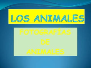 FOTOGRAFÍAS
    DE
 ANIMALES
 