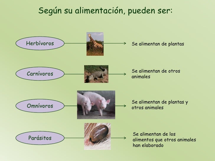 Los animales