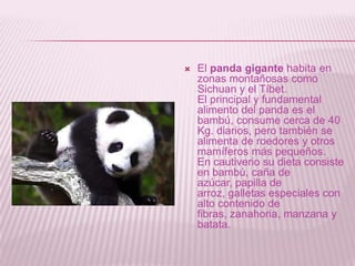    El panda gigante habita en
    zonas montañosas como
    Sichuan y el Tíbet.
    El principal y fundamental
    alimen...