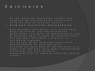 C a r n í v o r o s


   E n          la s       p r a d                e r a s                      tr o p i c a l e s                      e x is t e n                       u n       a
    v a r ie d            a d          d e               d e p              r e    d a d o            r e      s        c a r n í v o r o s ,
    e n t r e           lo s           q u         e           s e              c u    e n t a           n        le    o n e s .
   A    n    i m       a l e      s           c a        r n        í v o            r o     s      d e p              r e    d       a   d       o       r e   s


    S o      n      a q     u e ll o s                         q u e                  c a z a n               a        s u         p r e s a                     p a     r a
    lu   e g o            d e v o r a r la .                                    L o s          d e p          r e       d a d o            r e         s
    d e s a r r o l la n                               u n a                s e r i e              d e        a d a p              t a c i o n e                     s       q u e
    le       p e r m         i t e n                   ll e    v a          r     a      c a       b o            s u         c a c e r í a                      c o m         o
    s u s         s e n t id o                     s          d e       l       o l f a t o          y        e l        g u       s t o       ,       s u
    d e n        t a d u        r a            y         g a r r a s .
    L a s           g a    r r a       s           d e          lo          s      a n      im       a       le s           c a r n í v o r o s
    d e p        r e d a d             o r e s                  n o               s ó lo            s o       n         m     u    y
    im       p o r t a n           t e s                 p a r a                  a g a r r a r                    fu e       r t e m              e       n t e         a     s u
    p r e s a             s in o                ta m             b ié n                  p a r a              p o d e              r       d e s g a r r a r la
    y     c o m           e r la               c o n                m       á s          fa       c il id         a d ,
    e s p e c ia l m                       e       n t e             e n              a l g u n a             s         e s p e            c ie            s     fe li n a s
    y     a v e      s .
 