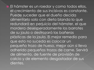    El hámster es un roedor y como todos ellos,
    el crecimiento de sus incisivos es constante.
    Puede suceder que el dueño decida
    alimentarlo solo con dieta blanda lo que
    redundará en perjuicio del hámster, el que
    mordera desesperadamente los barrotes
    de su jaula o destrozará las bañeras
    plásticas de la jaula. El mejor remedio para
    que esto no suceda es colocar un
    pequeño trozo de hueso, mejor aún si lleva
    adherido pequeños trozos de carne. Servirá
    de alimento, de fuente de provisión de
    calcio y de elemento desgastador de sus
    dientes.
 