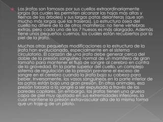   Las jirafas son famosas por sus cuellos extraordinariamente
    largos (los cuales les permiten alcanzar las hojas más altas y
    tiernas de los árboles) y sus largas patas delanteras (que son
    mucho más largas que las traseras). La estructura ósea del
    cuello no difiere de la de otros mamíferos: no tiene vértebras
    extras, pero cada uno de los 7 huesos es más alargado. Además
    tiene unos pequeños cuernos, los cuales están recubiertos por la
    piel de la jirafa.
    Muchas otras pequeñas modificaciones a la estructura de la
    jirafa han evolucionado, especialmente en el sistema
    circulatorio. El corazón de una jirafa debe generar cerca del
    doble de la presión sanguínea normal de un mamífero de gran
    tamaño para mantener el flujo de sangre al cerebro en contra
    de la gravedad. En la parte superior del cuello, un complejo
    sistema de regulación de la presión previene el exceso de
    sangre en el cerebro cuando la jirafa baja su cabeza para
    beber. Inversamente, los vasos sanguíneos en la parte inferior de
    las patas están bajo una gran presión. En otros animales, esa
    presión forzaría a la sangre a ser expulsada a través de las
    paredes capilares. Sin embargo, las jirafas tienen una gruesa
    capa de piel muy ajustada en sus extremidades inferiores, la
    cual mantiene la presión extravascular alta de la misma forma
    que un traje-g de un piloto.
 