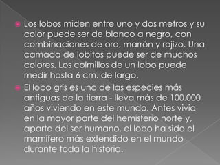  Los lobos miden entre uno y dos metros y su
  color puede ser de blanco a negro, con
  combinaciones de oro, marrón y rojizo. Una
  camada de lobitos puede ser de muchos
  colores. Los colmillos de un lobo puede
  medir hasta 6 cm. de largo.
 El lobo gris es uno de las especies más
  antiguas de la tierra - lleva más de 100.000
  años viviendo en este mundo. Antes vivía
  en la mayor parte del hemisferio norte y,
  aparte del ser humano, el lobo ha sido el
  mamífero más extendido en el mundo
  durante toda la historia.
 