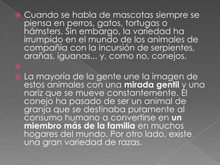    Cuando se habla de mascotas siempre se
    piensa en perros, gatos, tortugas o
    hámsters. Sin embargo, la variedad ha
    irrumpido en el mundo de los animales de
    compañía con la incursión de serpientes,
    arañas, iguanas... y, como no, conejos.

   La mayoría de la gente une la imagen de
    estos animales con una mirada gentil y una
    nariz que se mueve constantemente. El
    conejo ha pasado de ser un animal de
    granja que se destinaba puramente al
    consumo humano a convertirse en un
    miembro más de la familia en muchos
    hogares del mundo. Por otro lado, existe
    una gran variedad de razas.
 