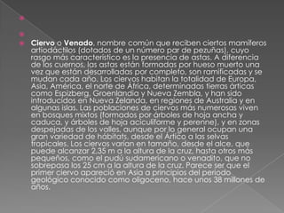 


   Ciervo o Venado, nombre común que reciben ciertos mamíferos
    artiodáctilos (dotados de un número par de pezuñas), cuyo
    rasgo más característico es la presencia de astas. A diferencia
    de los cuernos, las astas están formadas por hueso muerto una
    vez que están desarrolladas por completo, son ramificadas y se
    mudan cada año. Los ciervos habitan la totalidad de Europa,
    Asia, América, el norte de África, determinadas tierras árticas
    como Espizberg, Groenlandia y Nueva Zembla, y han sido
    introducidos en Nueva Zelanda, en regiones de Australia y en
    algunas islas. Las poblaciones de ciervos más numerosas viven
    en bosques mixtos (formados por árboles de hoja ancha y
    caduca, y árboles de hoja aciculiforme y perenne), y en zonas
    despejadas de los valles, aunque por lo general ocupan una
    gran variedad de hábitats, desde el Ártico a las selvas
    tropicales. Los ciervos varían en tamaño, desde el alce, que
    puede alcanzar 2,35 m a la altura de la cruz, hasta otros más
    pequeños, como el pudú sudamericano o venadito, que no
    sobrepasa los 25 cm a la altura de la cruz. Parece ser que el
    primer ciervo apareció en Asia a principios del periodo
    geológico conocido como oligoceno, hace unos 38 millones de
    años.
 