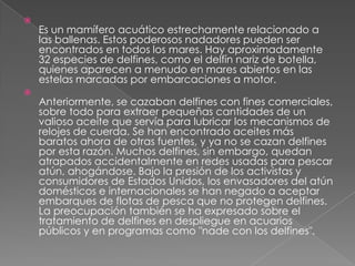 
    Es un mamífero acuático estrechamente relacionado a
    las ballenas. Estos poderosos nadadores pueden ser
    encontrados en todos los mares. Hay aproximadamente
    32 especies de delfines, como el delfín nariz de botella,
    quienes aparecen a menudo en mares abiertos en las
    estelas marcadas por embarcaciones a motor.

    Anteriormente, se cazaban delfines con fines comerciales,
    sobre todo para extraer pequeñas cantidades de un
    valioso aceite que servía para lubricar los mecanismos de
    relojes de cuerda. Se han encontrado aceites más
    baratos ahora de otras fuentes, y ya no se cazan delfines
    por esta razón. Muchos delfines, sin embargo, quedan
    atrapados accidentalmente en redes usadas para pescar
    atún, ahogándose. Bajo la presión de los activistas y
    consumidores de Estados Unidos, los envasadores del atún
    domésticos e internacionales se han negado a aceptar
    embarques de flotas de pesca que no protegen delfines.
    La preocupación también se ha expresado sobre el
    tratamiento de delfines en despliegue en acuarios
    públicos y en programas como "nade con los delfines".
 