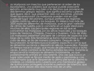    as Mariposas son insectos que pertenecen al orden de los
    lepidópteros, una palabra que aunque puede parecerte
    extraña, entenderás muy bien si te decimos que proviene de
    dos términos griegos: lepidos, que significa escama y pteron,
    que quiere decir, que presentan alas con escamas. ¿Dónde
    Viven las Mariposas? Las mariposas pueden vivir en casi
    cualquier lugar del planeta, aunque prefieren las regiones
    cálidas como las selvas y los bosques. En México hay más de
    2000 especies diferentes de mariposas, pues la gran variedad
    de climas de nuestro país lo convierte en un lugar ideal para
    muchas de ellas. Las principales regiones en las que se
    concentran las mariposas son las selvas tropicales y los bosques
    bajos de Veracruz, Chiapas, Oaxaca y Guerrero. Ciclo de Vida
    Las mariposas presentan una serie de cambios de aspectos a lo
    largo de su vida. Este fenómeno se llama metamorfosis y, en el
    caso de ellas, se da de manera completa. Después de la
    fecundación, la hembra busca la planta específica con la que
    se alimentan sus larvas y deposita en ella los huevecillos. Pasado
    un tiempo nace la oruga, que muda de piel entre cinco y ocho
    veces. A estos cambios se les llama estadios larvarios. Durante la
    etapa larval la mariposa se alimenta ávidamente, ya que
    posteriormente entrará en vida latente. Una vez que busca un
    lugar adecuado se fija por medio de seda y permanece casi
    inmóvil hasta que se le desprende la última piel larval y forma la
    crisálida. La crisálida está cubierta por una membrana gruesa
    de quitina para protegerla durante su periodo de latencia, que
    puede durar desde diez díaz hasta más de un año.
 