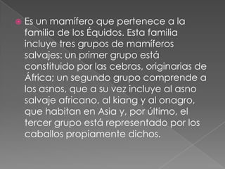    Es un mamífero que pertenece a la
    familia de los Équidos. Esta familia
    incluye tres grupos de mamíferos
    salvajes: un primer grupo está
    constituido por las cebras, originarias de
    África; un segundo grupo comprende a
    los asnos, que a su vez incluye al asno
    salvaje africano, al kiang y al onagro,
    que habitan en Asia y, por último, el
    tercer grupo está representado por los
    caballos propiamente dichos.
 