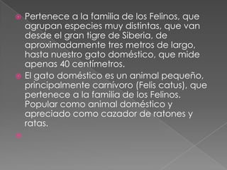  Pertenece a la familia de los Felinos, que
  agrupan especies muy distintas, que van
  desde el gran tigre de Siberia, de
  aproximadamente tres metros de largo,
  hasta nuestro gato doméstico, que mide
  apenas 40 centímetros.
 El gato doméstico es un animal pequeño,
  principalmente carnívoro (Felis catus), que
  pertenece a la familia de los Felinos.
  Popular como animal doméstico y
  apreciado como cazador de ratones y
  ratas.

 