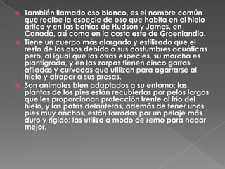    También llamado oso blanco, es el nombre común
    que recibe la especie de oso que habita en el hielo
    ártico y en las bahías de Hudson y James, en
    Canadá, así como en la costa este de Groenlandia.
   Tiene un cuerpo más alargado y estilizado que el
    resto de los osos debido a sus costumbres acuáticas
    pero, al igual que las otras especies, su marcha es
    plantígrada, y en las zarpas tienen cinco garras
    afiladas y curvadas que utilizan para agarrarse al
    hielo y atrapar a sus presas.
   Son animales bien adaptados a su entorno; las
    plantas de los pies están recubiertas por pelos largos
    que les proporcionan protección frente al frío del
    hielo, y las patas delanteras, además de tener unos
    pies muy anchos, están forradas por un pelaje más
    duro y rígido: las utiliza a modo de remo para nadar
    mejor.
 
