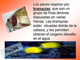 Los peces respiran por
branquias, que son un
grupo de finas láminas
dispuestas en varias
hileras. Las branquias
están situadas detrás de la
cabeza, y les permiten
obtener el oxígeno disuelto
en el agua.
 