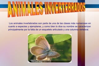 Los animales invertebrados son parte de una de las clases más numerosas en
cuanto a especies y ejemplares, y como bien lo dice su nombre se caracterizan
principalmente por la falta de un esqueleto articulado y una columna vertebral.
 