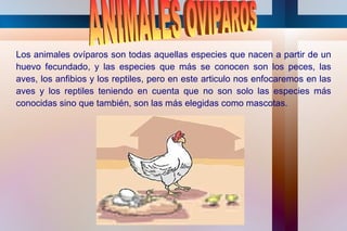 Los animales ovíparos son todas aquellas especies que nacen a partir de un
huevo fecundado, y las especies que más se conocen son los peces, las
aves, los anfibios y los reptiles, pero en este articulo nos enfocaremos en las
aves y los reptiles teniendo en cuenta que no son solo las especies más
conocidas sino que también, son las más elegidas como mascotas.
 