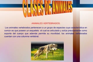 ANIMALES VERTEBRADOS.
 Los animales vertebrados pertenecen a un grupo de especies cuya característica en
común es que poseen un esqueleto el cual es articulado y actúa precisamente como
soporte del cuerpo que además permite su movilidad. los animales vertebrados
cuentan con una columna vertebral.
 