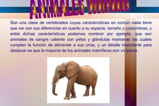 Son una clase de vertebrados cuyas características en común nada tiene
que ver con sus diferencias en cuanto a su especie, tamaño y costumbres, y
entre dichas características podemos nombrar por ejemplo, que son
animales de sangre caliente con pelos y glándulas mamarias las cuales
cumplen la función de alimentar a sus crías, y un detalle importante para
destacar es que la mayoría de los animales mamíferos son vivíparos .
 