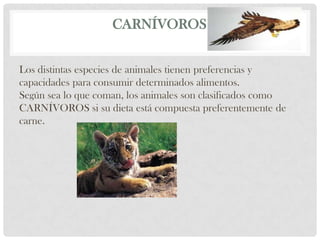 CARNÍVOROS


Los distintas especies de animales tienen preferencias y
capacidades para consumir determinados alimentos.
Según sea lo que coman, los animales son clasificados como
CARNÍVOROS si su dieta está compuesta preferentemente de
carne.
 