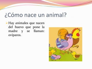 ¿Cómo nace un animal?
 Hay animales que nacen
 del huevo que pone la
 madre y se llaman:
 ovíparos.
 