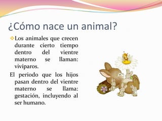 ¿Cómo nace un animal?
Los animales que crecen
  durante cierto tiempo
  dentro     del    vientre
  materno     se   llaman:
  vivíparos.
El periodo que los hijos
  pasan dentro del vientre
  materno      se    llama:
  gestación, incluyendo al
  ser humano.
 