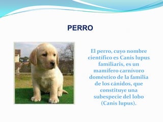PERRO


    El perro, cuyo nombre
   científico es Canis lupus
       familiaris, es un
     mamífero carnívoro
   doméstico de la familia
      de los cánidos, que
        constituye una
     subespecie del lobo
        (Canis lupus).
 