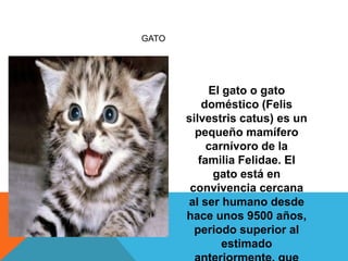GATO




            El gato o gato
           doméstico (Felis
       silvestris catus) es un
         pequeño mamífero
            carnívoro de la
          familia Felidae. El
             gato está en
        convivencia cercana
       al ser humano desde
       hace unos 9500 años,
         periodo superior al
               estimado
 