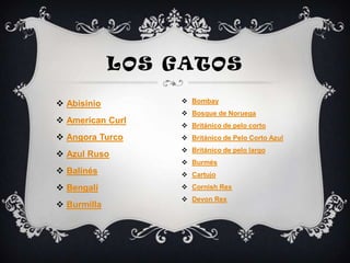 LOS GATOS

 Abisinio         Bombay
                   Bosque de Noruega
 American Curl
                   Británico de pelo corto
 Angora Turco     Británico de Pelo Corto Azul
                   Británico de pelo largo
 Azul Ruso
                   Burmés
 Balinés          Cartujo
 Bengalí          Cornish Rex
                   Devon Rex
 Burmilla
 