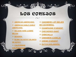 LOS CONEJOS
 AMERICAN (AMERICANO)      CASHMERE LOP (BELIER
 AMERICAN SABLE (SABLE    DE CACHEMIRA)
AMERICANO)                  CHAMPAGNE D'ARGENT
 BELGIAN HARE (LIEBRE      CHECKERED GIANT
BELGA)
                            CHINCHILLA
 BEVEREN
                            CINNAMON (CANELA)
 BLANC DU HOTOT (BLANCO
                            CRÈME D'ARGENT
DE HOTOT)
                            DUTCH (HOLANDÉS)
 CALIFORNIAN
(CALIFORNIANO)
 