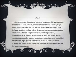  Comience proporcionando un cuarto de taza de comida granulada por
cinco libras de peso corporal, divídala en dos comidas por día y luego
ajuste la cantidad de acuerdo a la condición corporal del conejo. Evite,
lechuga, tomates, repollo o sobras de comida, los cuales pueden causar
inflamación y diarrea. Tenga siempre disponible agua fresca,
preferiblemente en botellas de suministro de agua, los cuales ocupan
menos espacio que los tazones para agua y presentan menor posibilidad
de voltearse. Vigile que los conejos nuevos sepan como utilizar las
botellas de suministro de agua y limpie los mismos diariamente para que
los tubos no se obstruya
 
