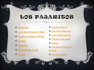 LOS PAJARITOS

 Agapornis                    Cacatúa Blanca

 Loro Gris Africano o Yaco    Diamante Mandarín
                               Loro del Amazonas
 Cacatúa Carolina o Ninfa
                               Ruisenor del Japón
 Canario
                               Caique
 Periquito
                               Cacatúa de Penacho
 Diamante de Gould           Amarillo
 Forpus                       Gorrión de Java
 