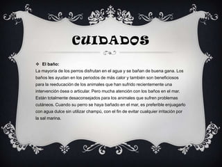 CUIDADOS
 El baño:
La mayoría de los perros disfrutan en el agua y se bañan de buena gana. Los
baños les ayudan en los periodos de más calor y también son beneficiosos
para la reeducación de los animales que han sufrido recientemente una
intervención ósea o articular. Pero mucha atención con los baños en el mar.
Están totalmente desaconsejados para los animales que sufren problemas
cutáneos. Cuando su perro se haya bañado en el mar, es preferible enjuagarlo
con agua dulce sin utilizar champú, con el fin de evitar cualquier irritación por
la sal marina.
 