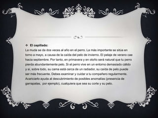  El cepillado:
La muda se da dos veces al año en el perro. La más importante se sitúa en
torno a mayo, a causa de la caída del pelo de invierno. El pelaje de verano cae
hacia septiembre. Por tanto, en primavera y en otoño será natural que tu perro
pierda abundantemente pelo. Si el perro vive en un entorno demasiado cálido
y si, sobre todo, su cama está cerca de un radiador, su caída de pelo puede
ser más frecuente. Debes examinar y cuidar a tu compañero regularmente.
Acariciarlo ayuda al descubrimiento de posibles anomalías (presencia de
garrapatas, por ejemplo), cualquiera que sea su corte y su pelo.
 