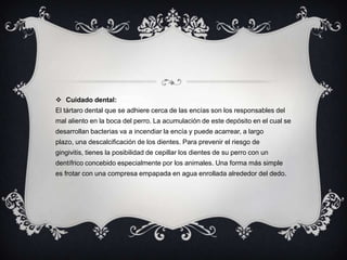  Cuidado dental:
El tártaro dental que se adhiere cerca de las encías son los responsables del
mal aliento en la boca del perro. La acumulación de este depósito en el cual se
desarrollan bacterias va a incendiar la encía y puede acarrear, a largo
plazo, una descalcificación de los dientes. Para prevenir el riesgo de
gingivitis, tienes la posibilidad de cepillar los dientes de su perro con un
dentífrico concebido especialmente por los animales. Una forma más simple
es frotar con una compresa empapada en agua enrollada alrededor del dedo.
 